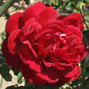 Густо-красная - Лазающая плетистая роза (клаймбер) 